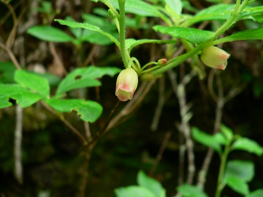 {Rhododendron pilosum}